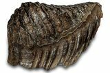 Woolly Mammoth Lower M Molar - North Sea Deposits #298458-4